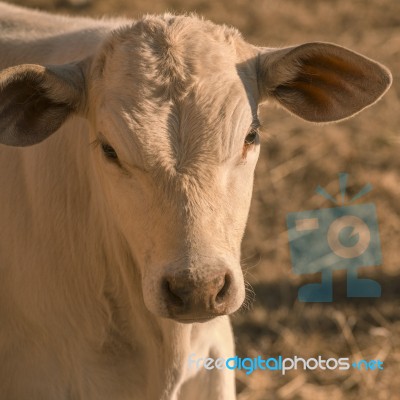 Baby Cow In The Countryside Stock Photo