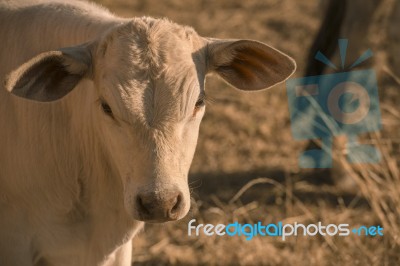 Baby Cow In The Countryside Stock Photo