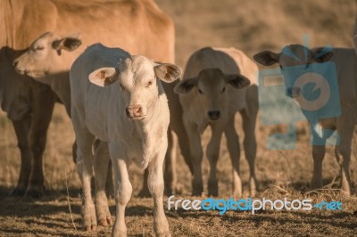 Baby Cows In The Countryside Stock Photo