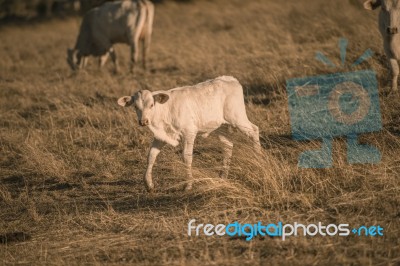 Baby Cows In The Countryside Stock Photo