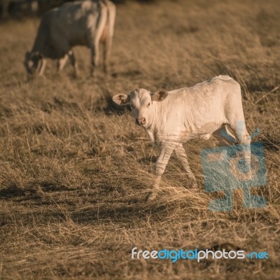 Baby Cows In The Countryside Stock Photo