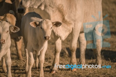 Baby Cows In The Countryside Stock Photo