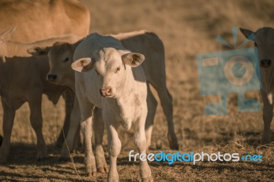 Baby Cows In The Countryside Stock Photo