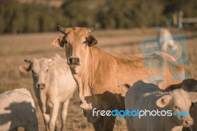 Baby Cows In The Countryside Stock Photo