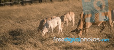 Baby Cows In The Countryside Stock Photo