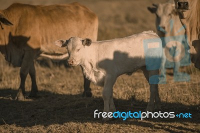 Baby Cows In The Countryside Stock Photo