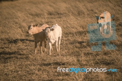 Baby Cows In The Countryside Stock Photo