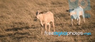 Baby Cows In The Countryside Stock Photo