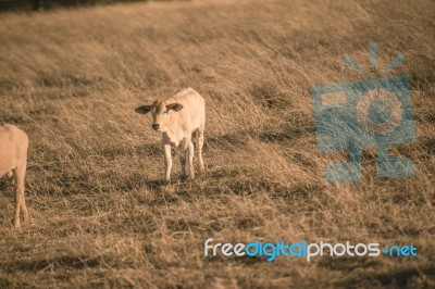 Baby Cows In The Countryside Stock Photo