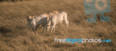 Baby Cows In The Countryside Stock Photo