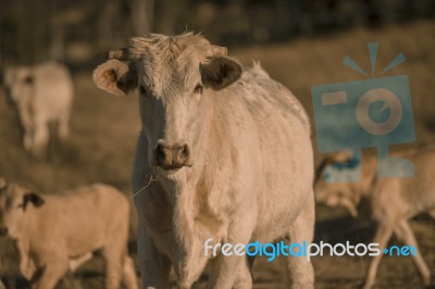 Baby Cows In The Countryside Stock Photo