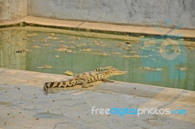 Baby Crocodiles Stock Photo