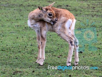 Baby Deer Scratching Stock Photo