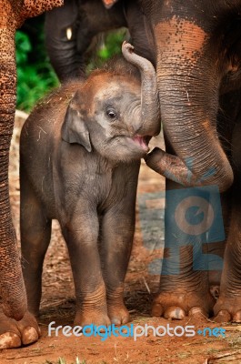 Baby Elephant Stock Photo