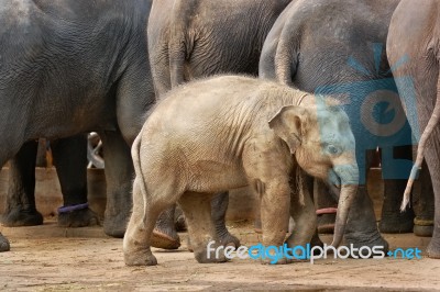 Baby Elephant Stock Photo