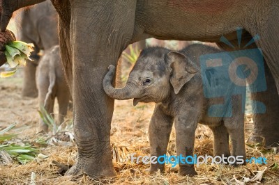 Baby Elephant Stock Photo