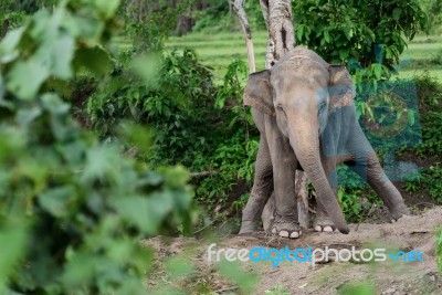 Baby Elephant While Excretion In Chiang Mai Stock Photo