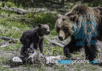 Baby Grizzly Looking To Tourist At Yellowstone National Park Stock Photo