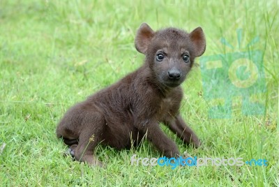 Baby Hyena Stock Photo