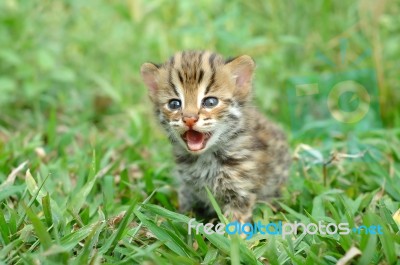 Baby Leopard Cat Stock Photo