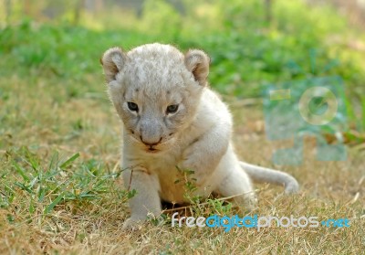 Baby Lion Stock Photo