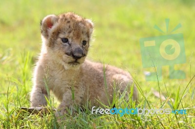 Baby Lion Stock Photo