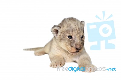 Baby Lion Isolated Stock Photo