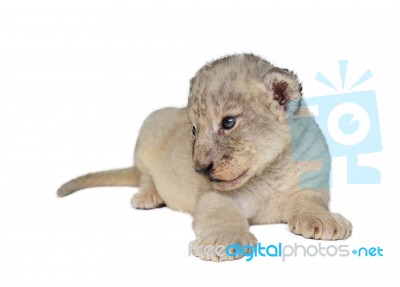 Baby Lion Isolated Stock Photo