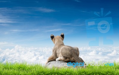 Baby Lion Sit On The Rock Stock Photo