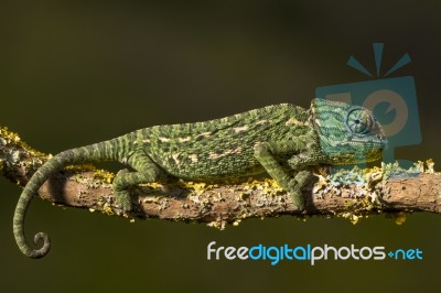 Baby Mediterranean Chameleon Stock Photo