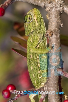 Baby Mediterranean Chameleon Stock Photo