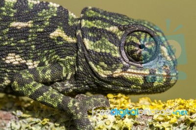 Baby Mediterranean Chameleon Stock Photo