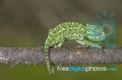 Baby Mediterranean Chameleon Stock Photo