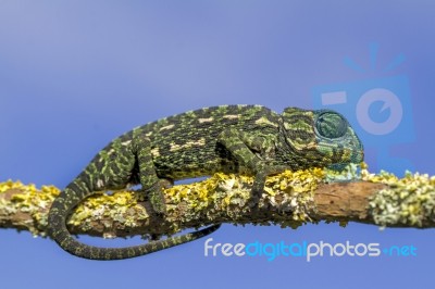 Baby Mediterranean Chameleon Stock Photo