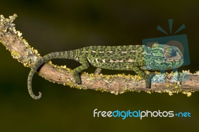 Baby Mediterranean Chameleon Stock Photo