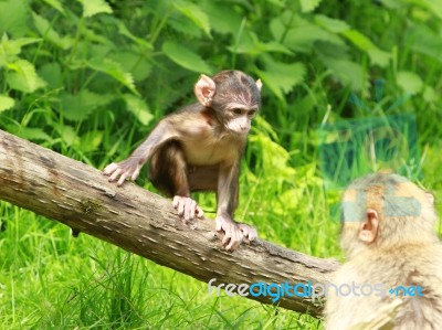 Baby Monkey Looking At Mom Stock Photo