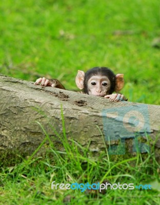 Baby Monkey Peeping Stock Photo