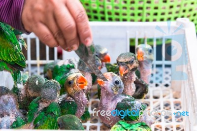 Baby Parrots Eat Banana In Market For Sale Stock Photo