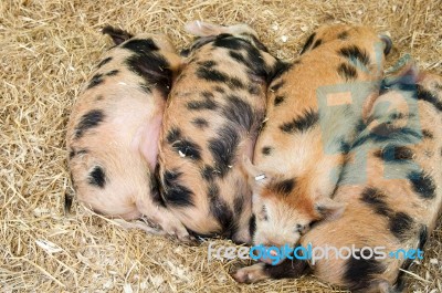 Baby Pigs Stock Photo