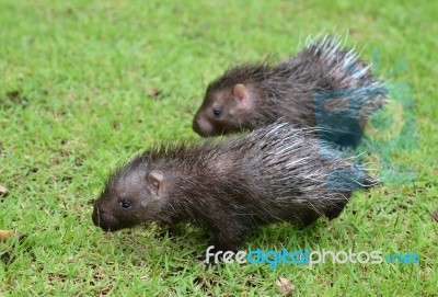 Baby Porcupine Stock Photo