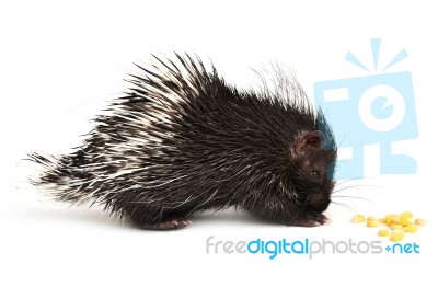 Baby Porcupine Isolated Stock Photo