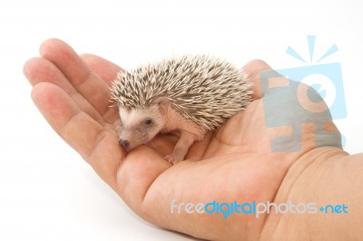 Baby Pygmy Hedgehog Stock Photo