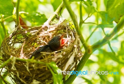 Baby Robins In A Nest Stock Photo