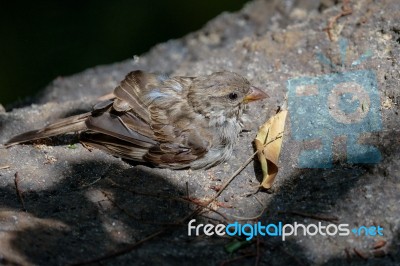 Baby Sparrow (passeridae) Resting On A Rock In The Sunshine Stock Photo