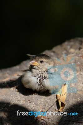 Baby Sparrow (passeridae) Resting On A Rock In The Sunshine Stock Photo