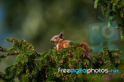 Baby-sqirrel Stock Photo