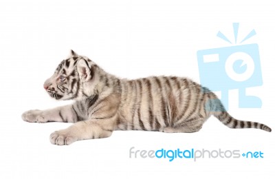 Baby White Tiger Stock Photo