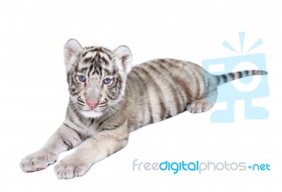 Baby White Tiger Stock Photo