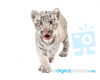 Baby White Tiger Stock Photo