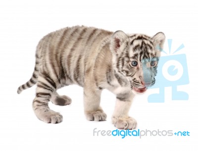 Baby White Tiger Stock Photo